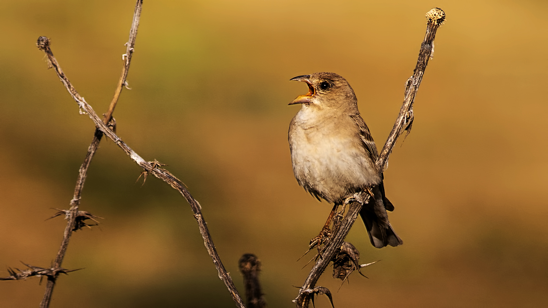 Dead Sea Sparrow